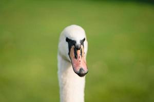 cisne mudo, cygnus olor, adulto, close-up foto