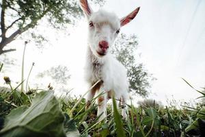 cabrito assistindo direto na câmera foto