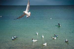 as gaivotas flutuam e voam sobre a superfície do mar foto