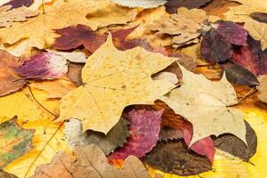 vista acima de várias folhas caídas de outono foto