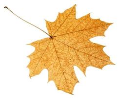 verso da folha de outono caída da árvore acer foto