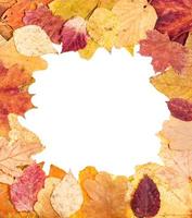 porta-retrato quadrado de folhas de outono caídas foto