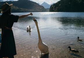 menina alimenta um grande cisne branco na praia. foto