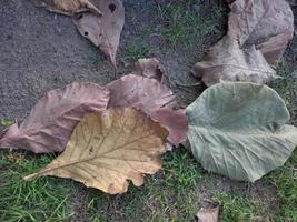 foto de folhas caídas em um quintal para elemento de design