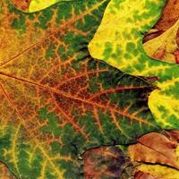 textura detalhada da folha de bordo de outono foto