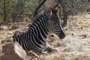 lindo potro zebra foto