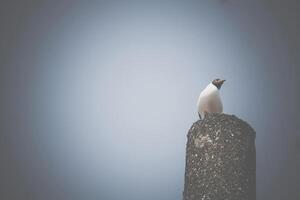 gaivota em um pilar de concreto foto