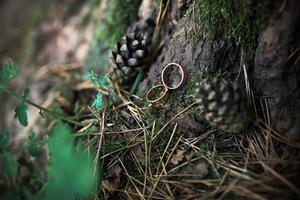 lindos anéis de casamento de ouro estão no musgo da árvore foto