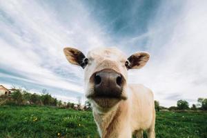 vaca jovem olhando diretamente para a câmera foto