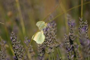 borboleta de limão chupando uma flor de lavanda foto