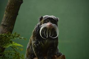 macaco mico imperador com barba de touro foto