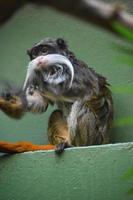 macaco mico-imperador barbudo sentado nas patas traseiras foto