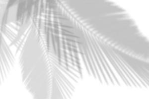 fundo de sombra cinza abstrato de folhas de palmeira natural caindo na textura de parede de concreto branco com linha rachada para fundo e papel de parede, tom monocromático preto e branco. foto