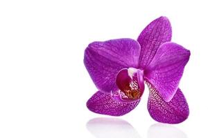 orquídeas de flores roxas foto
