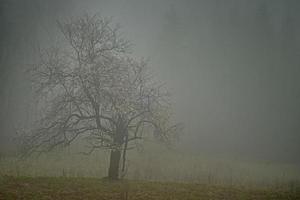 árvore solitária com neblina foto