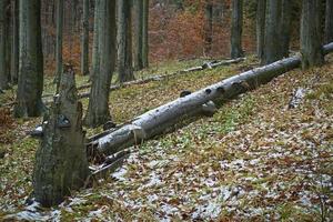 floresta de faias nevadas no final do outono foto