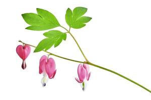 flor dicentra spectabilis foto