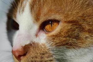 close-up da cabeça de um gato com pelo marrom branco, nariz marrom e um olho que brilha marrom foto