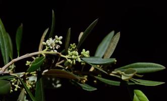 botões tenros da flor de oliveira no galho de uma oliveira na primavera foto