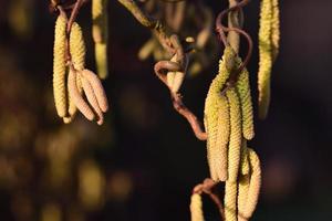 na primavera, as flores do arbusto de avelã florescem na natureza contra um fundo escuro foto