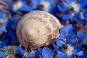 close-up de uma concha de caracol deitada em uma cama de flores azuis de borragem foto