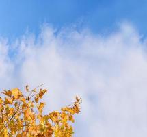 folhas de outono com céu azul claro e nuvens. folhagem de outono amarela e laranja contra nuvens fofas, cores brilhantes saem na temporada de outono com espaço de cópia para fundo de promoções de temporadas de final de outono foto