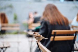 pássaro na cidade. pardal sentado na mesa no café ao ar livre foto