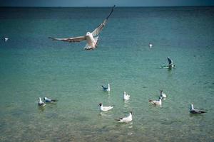 as gaivotas flutuam e voam sobre a superfície do mar foto