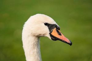 cisne mudo, cygnus olor, adulto, close-up foto