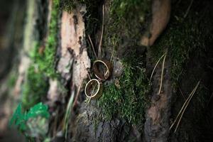 lindos anéis de casamento de ouro estão no musgo da árvore foto