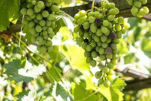 cachos de uvas em um vinhedo em um jardim rural foto