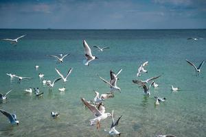 as gaivotas flutuam e voam sobre a superfície do mar foto