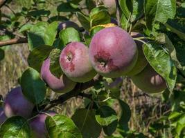fruta natural. maçãs nos galhos de uma macieira foto