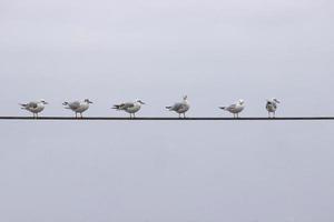 várias gaivotas estão sentadas em fios elétricos foto