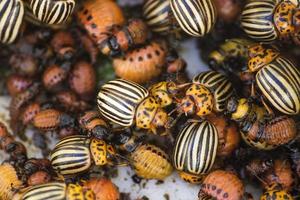 besouros e larvas do colorado. pragas de batatas foto