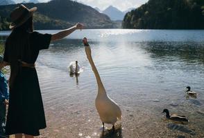 menina alimenta um grande cisne branco na praia. foto