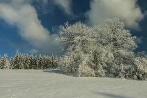 árvores em uma paisagem de neve foto