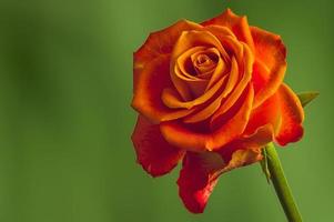 rosas românticas em um fundo verde foto