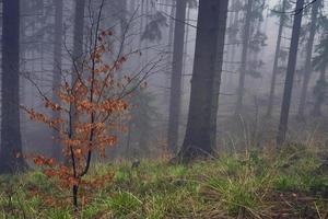 floresta de abetos de primavera foto