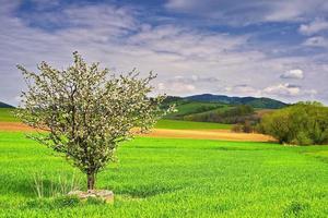 paisagem com árvore foto