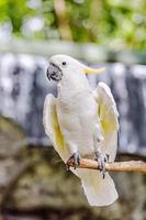 cacatua de crista amarela foto