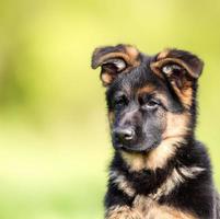 cachorrinho fofo com fundo de bokeh de grama verde photo premium foto