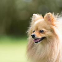 cachorrinho fofo com fundo de bokeh de grama verde photo premium foto