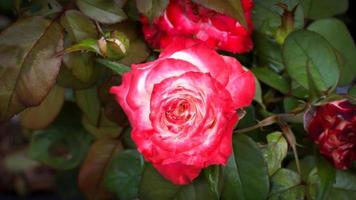 uma rosa clara no jardim em um fundo desfocado. foto