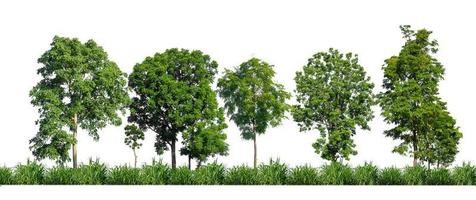 árvores verdes isoladas no fundo branco. floresta e folhas em fileiras de árvores e arbustos de verão foto