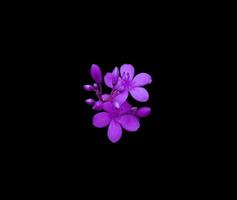 jatropha com folhas de algodão ou peregrina ou flor de jatropha picante. feche o buquê de flores exóticas roxas pequeno isolado no fundo preto. foto
