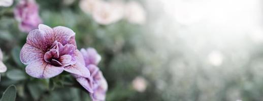 imagens de close-up da rosa impattiens dupla são anuários populares do jardim. foto