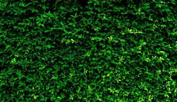 pequenas folhas verdes em fundo de textura de parede de cobertura. planta de cobertura verde closeup no jardim. parede de cerca viva eco evergreen. pano de fundo natural. beleza na natureza. folhas verdes com papel de parede padrão natural. foto