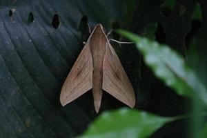 mariposa de falcão marrom foto