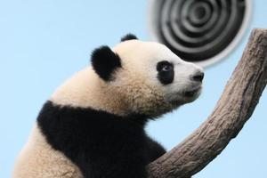 panda gigante em um recinto foto